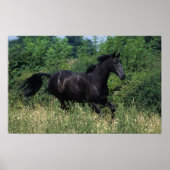Poster Cheval de race Thoroughbred coule dans l'herbe (Devant)