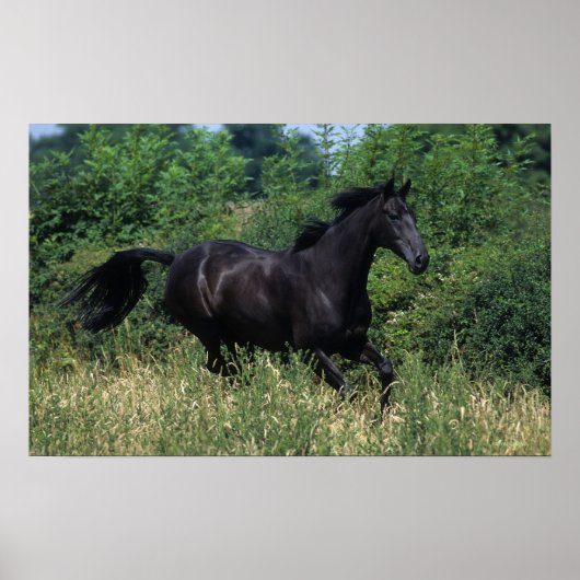 Poster Cheval de race Thoroughbred coule dans l'herbe (Devant)