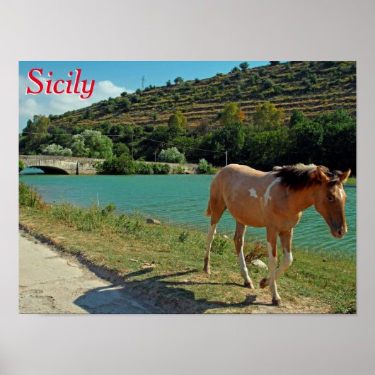Poster Cheval de Sicile (Devant)