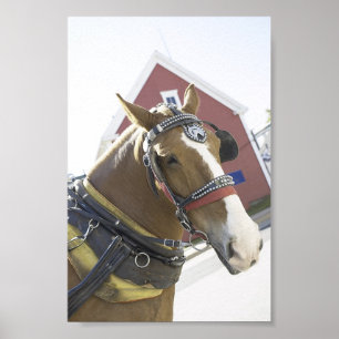 Poster Cheval de transport de châtaignes