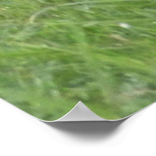 Poster Cheval de Wild Bay (Coin)