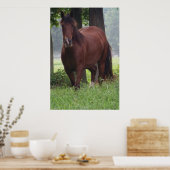 Poster Cheval de Wild Bay (Cuisine)