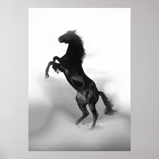 Poster Cheval d'élevage noir blanc (Devant)