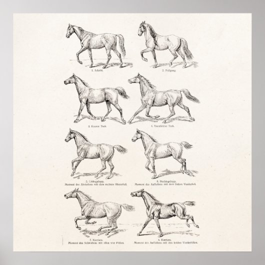 Poster Cheval des années 1800 vintage - Illustration Chev (Devant)