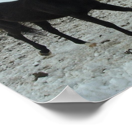 Poster Cheval d'étalon noir (Coin)