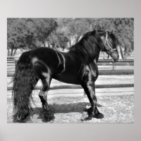Cheval d'étalon noir