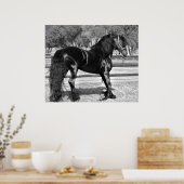 Poster Cheval d'étalon noir (Cuisine)