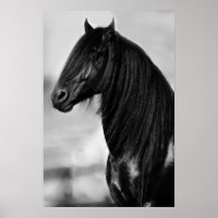 Cheval d'étalon noir friésien