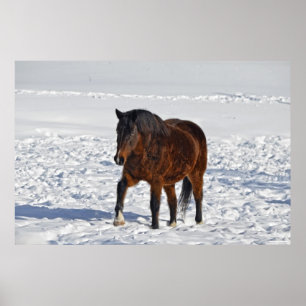 Poster Cheval d'hiver de la Baie "Année du Cheval" Equine