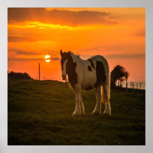 Poster Cheval du coucher du soleil