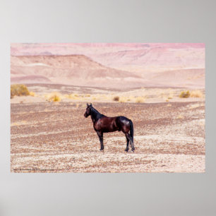 Poster Cheval du désert P8664