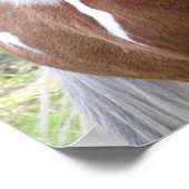 Poster Cheval du quartier de peinture Imprimer (Coin)