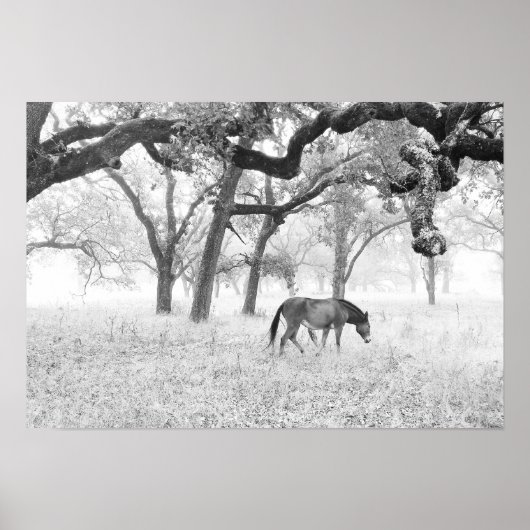 Poster Cheval En Foggy Field De Chênes (Devant)