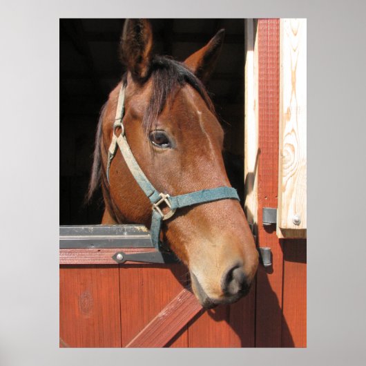 Poster Cheval en Grange (Devant)