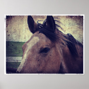 Poster Cheval en peau de seau
