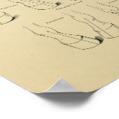 Poster Cheval Equine Conformation Graphique Legs Démarche (Coin)