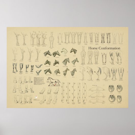 Poster Cheval Equine Conformation Graphique Legs Démarche (Devant)