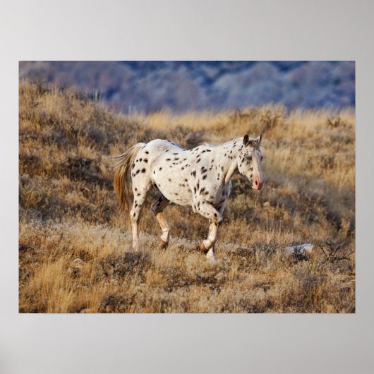 Poster Cheval errant dans les collines panoramiques de Bi (Devant)