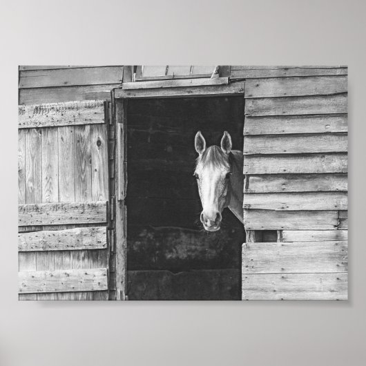 Poster Cheval et grange Peekaboo noir et blanc (Devant)