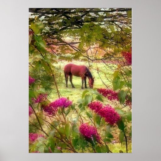 Poster Cheval et Lilacs (Devant)