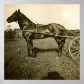 Poster Cheval et ombre (Devant)