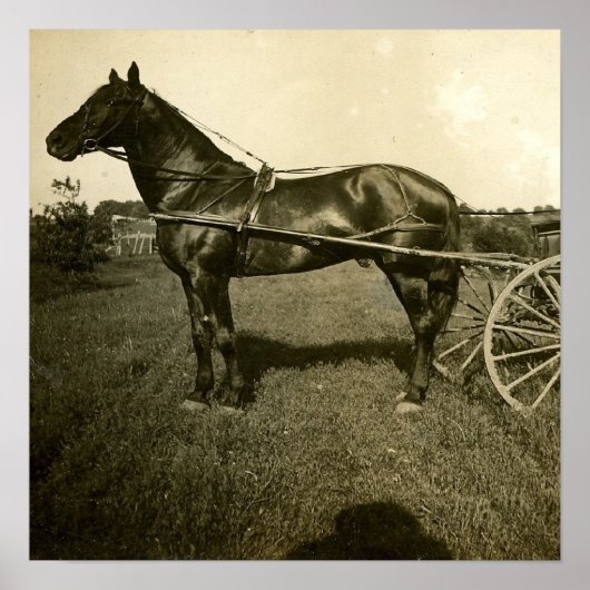 Poster Cheval et ombre (Devant)