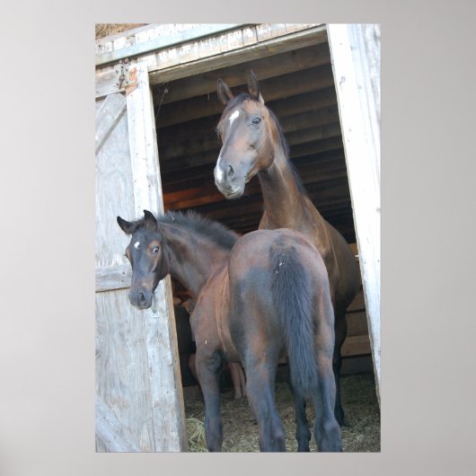 Poster Cheval et Pony (Devant)