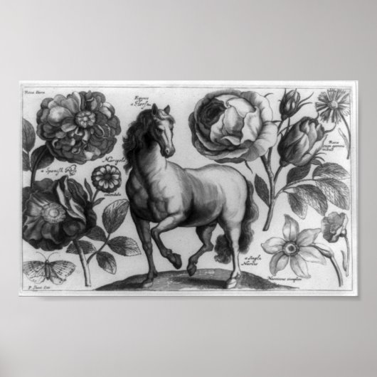 Poster Cheval et roses (Devant)