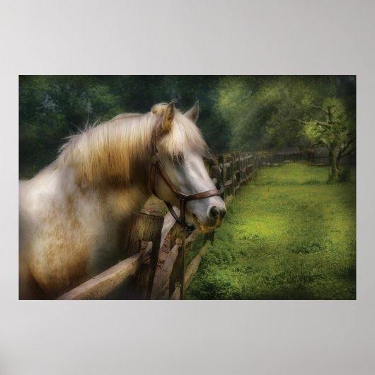 Poster Cheval - Étalon Blanc (Devant)