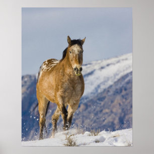 Poster Cheval fonctionnant dans la neige 2