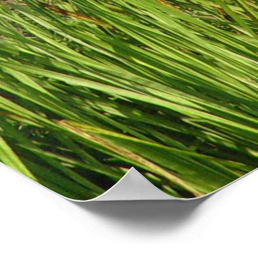 Poster Cheval friésien (Coin)