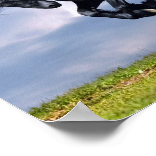 Poster - Cheval Friésien Noir Courant Gratuit (Coin)