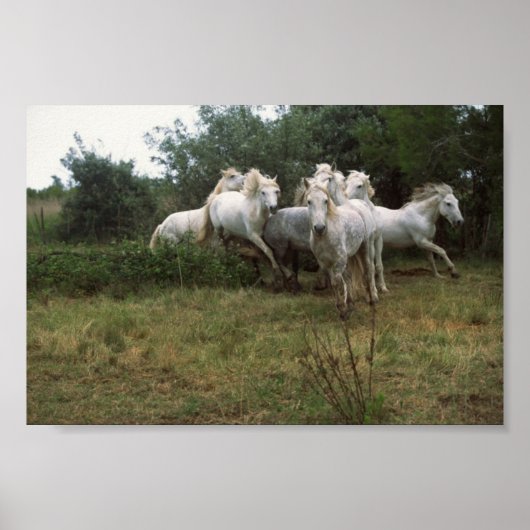 Poster Cheval Gris (Devant)