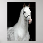 Poster Cheval gris pomme (Devant)