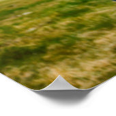 Poster Cheval gris sauvage (Coin)