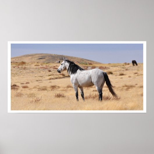 Poster Cheval Gris Sauvage, Utah (Devant)