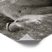 Poster Cheval islandais (Coin)