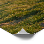 Poster Cheval islandais au soleil couchant (Coin)