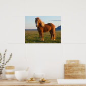 Poster Cheval islandais au soleil couchant (Cuisine)
