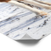 Poster Cheval islandais avec manteau d'hiver typique (Coin)