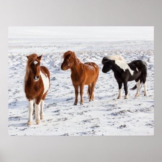 Poster Cheval islandais avec manteau d'hiver typique (Devant)