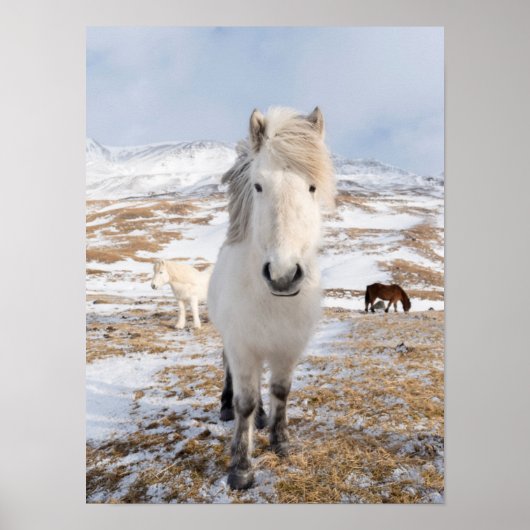 Poster Cheval islandais blanc, Islande (Devant)