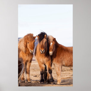 Poster Cheval islandais en hiver