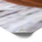 Poster Cheval islandais en hiver (Coin)