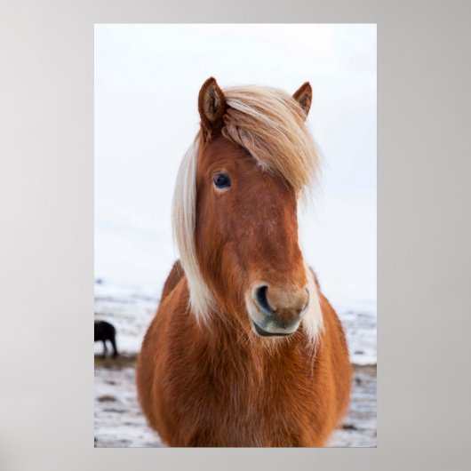 Poster Cheval islandais en hiver (Devant)