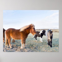 Cheval islandais en hiver en Islande