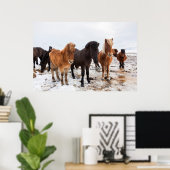Poster Cheval islandais en hiver en Islande (Bureau à domicile)