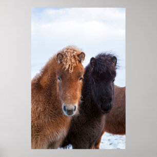 Poster Cheval islandais en hiver en Islande