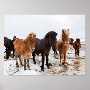 Poster Cheval Islandais Pendant l'Hiver Islande