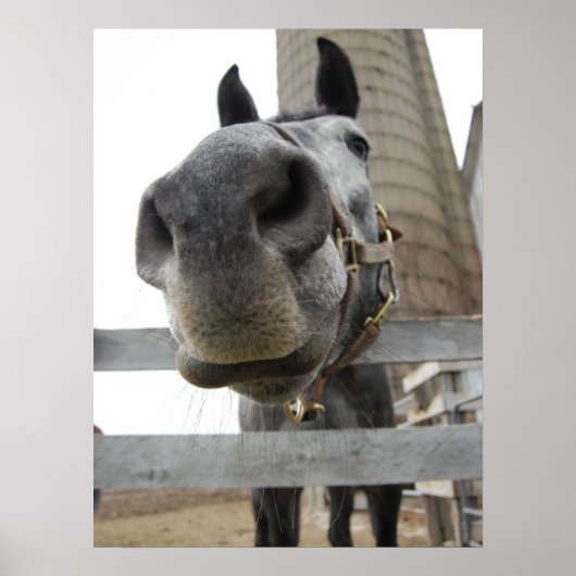 Poster Cheval Mignon De Près (Devant)